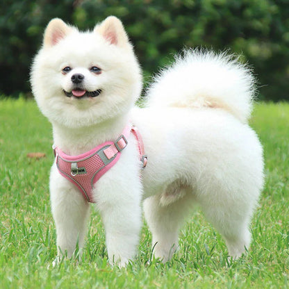 Harnais gilet avec laisse Pawpal store