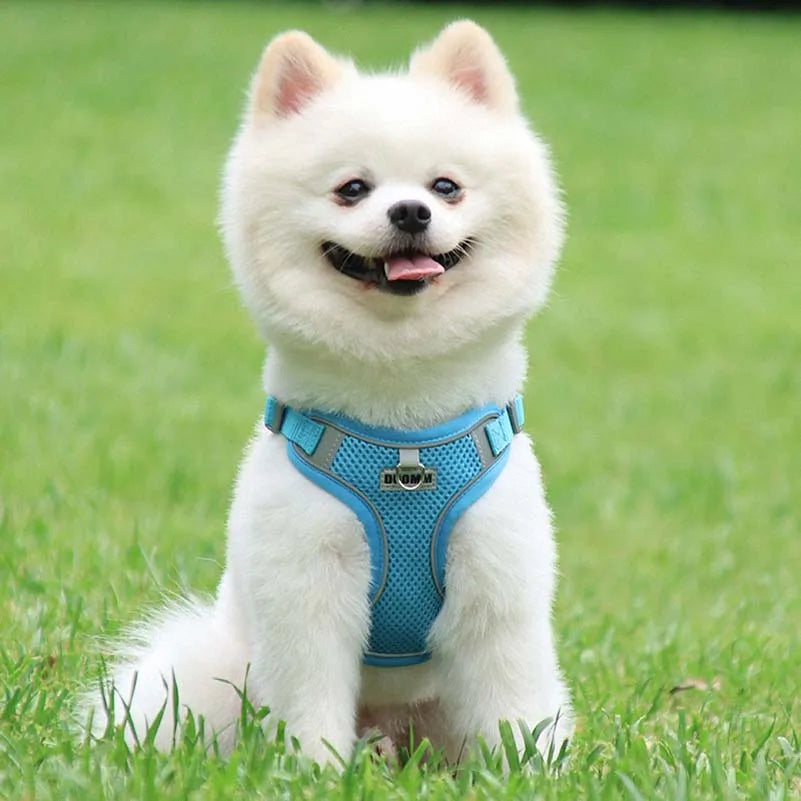 Harnais gilet avec laisse Pawpal store