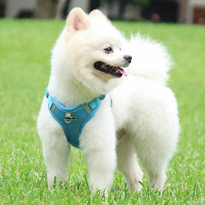 Harnais gilet avec laisse Pawpal store