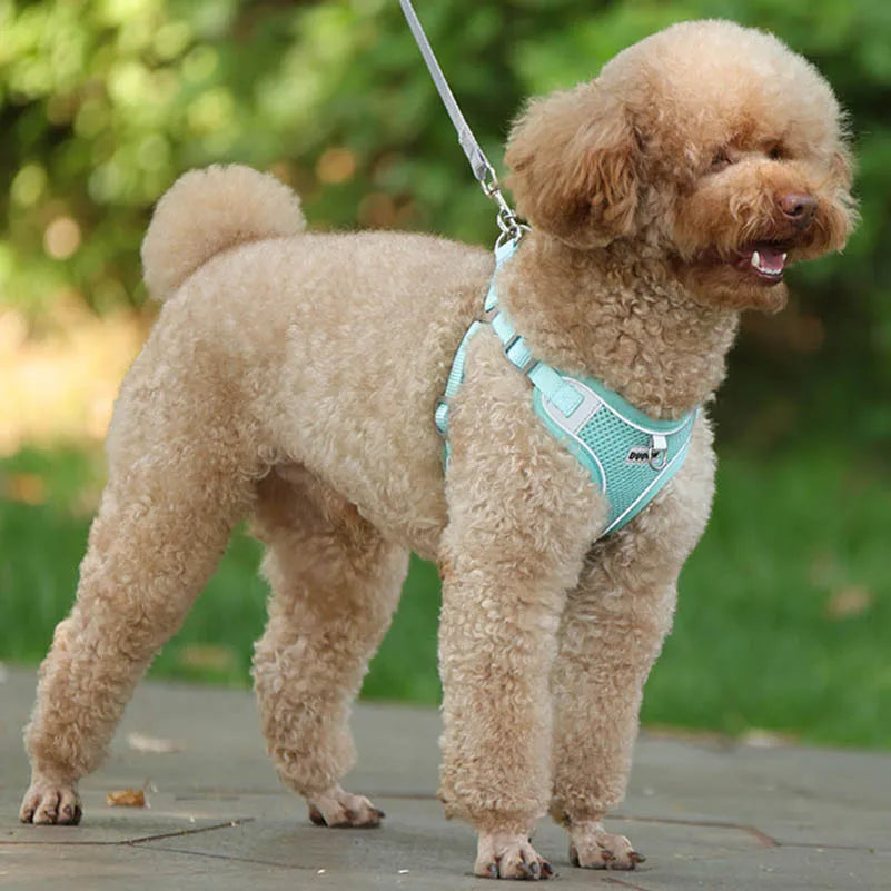 Harnais gilet avec laisse Pawpal store