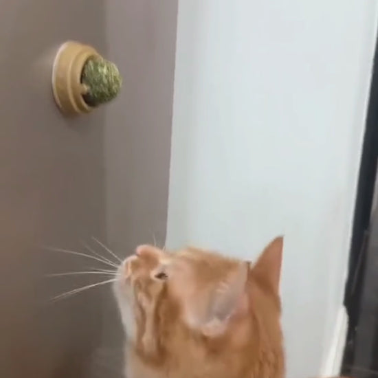 Jouet Mural à Herbe pour chat