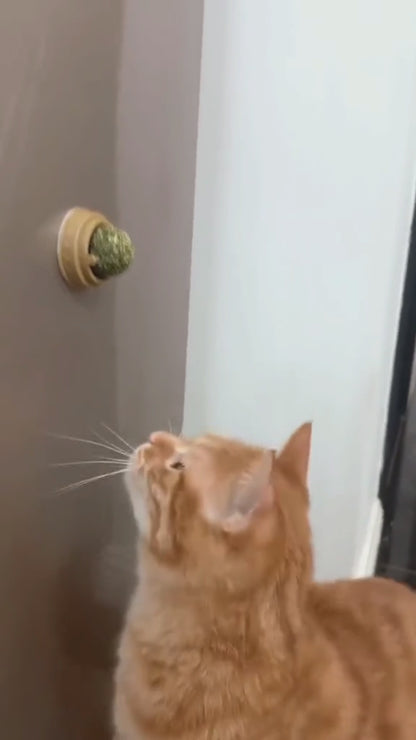 Jouet Mural à Herbe pour chat